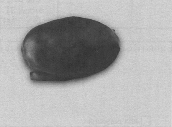 Thumbnail image  18545